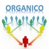 Organici, l'informativa del Miur